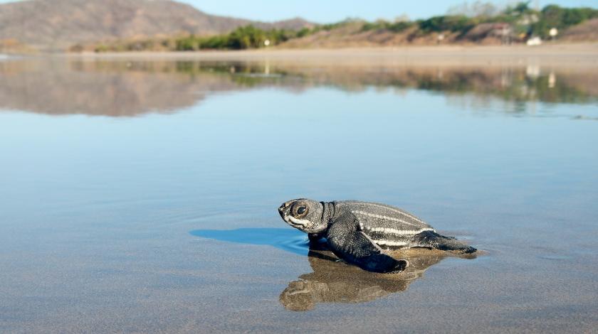 A leatherback sea turtle hatchling sprints to the ocean | Earthwatch